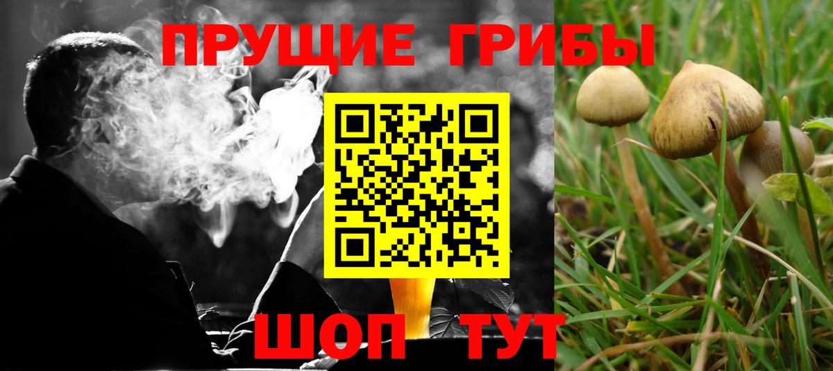 Псилоцибиновые грибы Psilocybe Джанкой